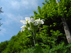 Hesperis inodora