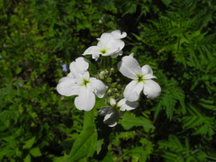 Hesperis inodora