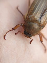 Amphimallon solstitiale