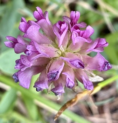 Trifolium parryi