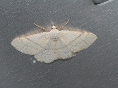 Adactylotis gesticularia