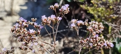 Limonium ovalifolium