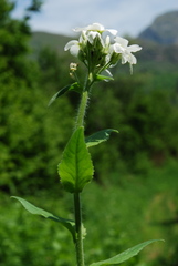 Hesperis inodora
