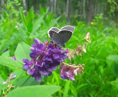 Plebejus subsolanus