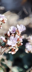 Limonium ovalifolium