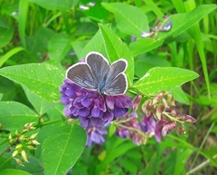 Plebejus subsolanus