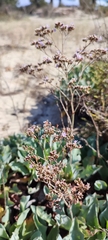 Limonium ovalifolium