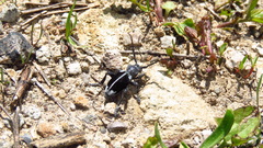 Dorcadion dimidiatum