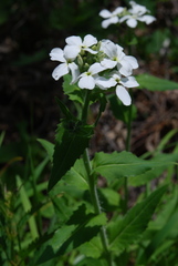 Hesperis inodora