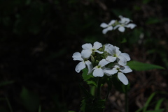Hesperis inodora