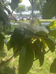 Magnolia