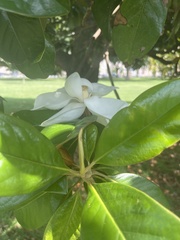 Magnolia
