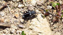 Dorcadion dimidiatum
