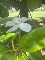 Magnolia