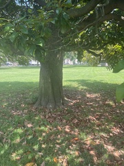 Magnolia