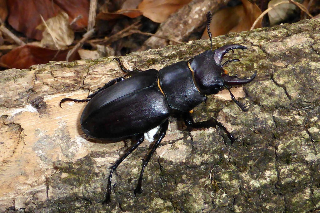 標本 Italy Lucanus tetraodon 38-47mm Photo - Lucanus tetraodon - Observation.org
