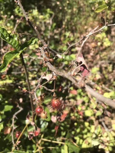 iNaturalist observation photo of currants and gooseberries