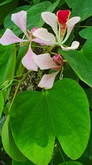 Bauhinia monandra