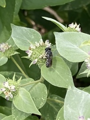 Megachile campanulae