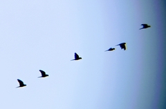 Rhynchopsitta terrisi