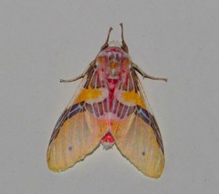 Idalus agastus