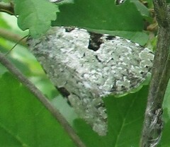 Leuconycta diphteroides