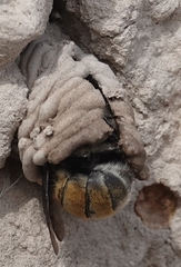 Anthophora bomboides
