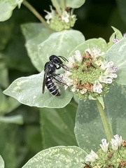 Megachile exilis