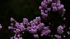 Erica racemosa