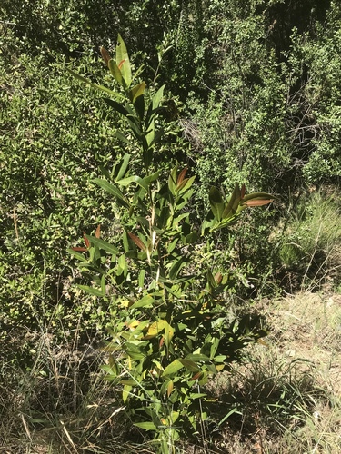 iNaturalist observation photo of California bay