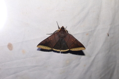 Artena lacteicincta