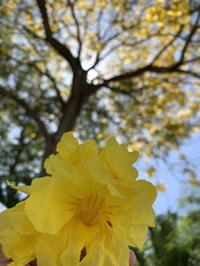 Handroanthus guayacan