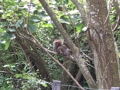 Sciurus carolinensis