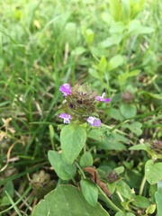 Prunella vulgaris