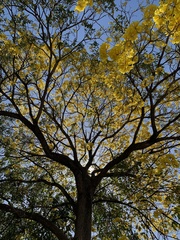 Handroanthus guayacan