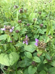Prunella vulgaris