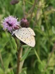 Lycaena hippothoe