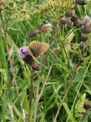 Lycaena hippothoe