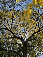 Handroanthus guayacan