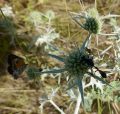 Isodontia splendidula