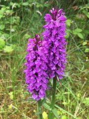 Dactylorhiza