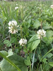 Trifolium repens