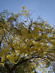 Handroanthus guayacan