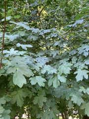 Acer