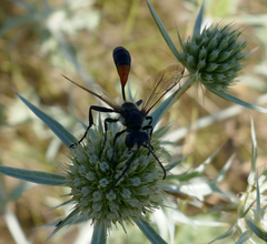 Isodontia splendidula