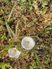 Convolvulus arvensis