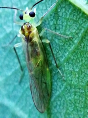 Stenopsocus stigmaticus