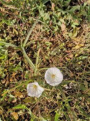 Convolvulus arvensis