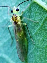 Stenopsocus stigmaticus