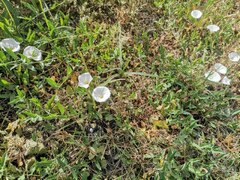Convolvulus arvensis